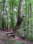 HRAST GALŽENJAK