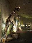 MUZEJ KRAPINSKIH NEANDERTALACA