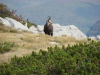 PARK PRIRODE VELEBIT