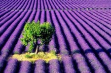 LAVANDA U KULINARSTVU