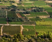 PINĆALUŠA I VINOGRADI POŠIPA, SMOKVICA, OTOK KORČULA