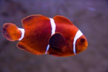 AQUARIUM PULA