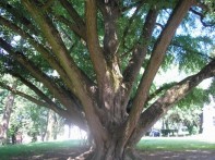 GINKO BILOBA